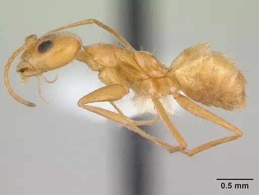 Forelius brasiliensis specimen CASENT0173737 image casent0173737_3