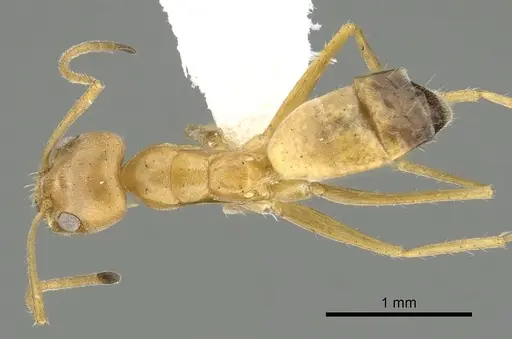 Forelius brasiliensis specimen CASENT0249690 image casent0249690_1
