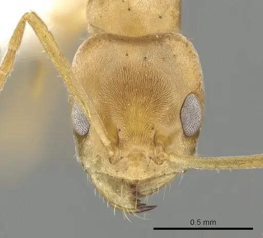 Forelius brasiliensis specimen CASENT0249690 image casent0249690_2
