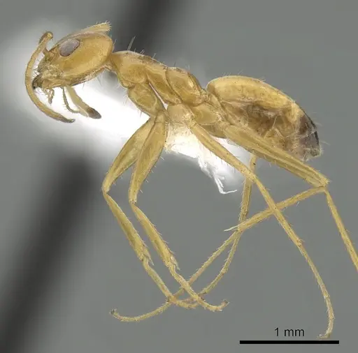 Forelius brasiliensis specimen CASENT0249690 image casent0249690_3