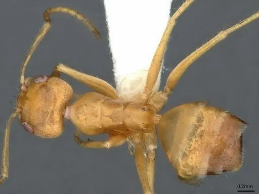 Forelius brasiliensis specimen CASENT0841237 image casent0841237_1
