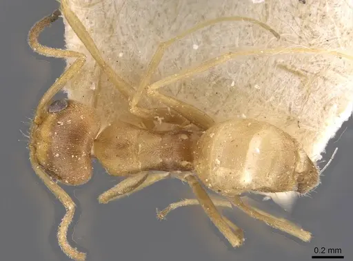 Forelius brasiliensis specimen CASENT0909718 image casent0909718_1