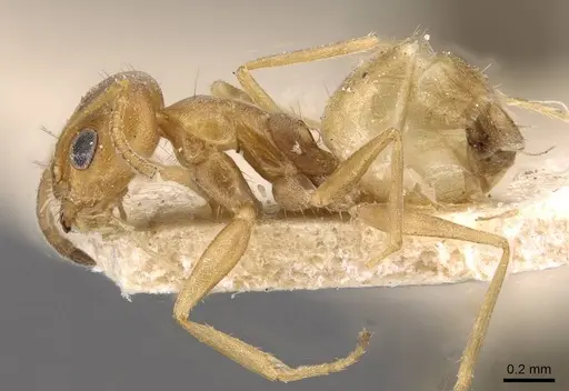 Forelius brasiliensis specimen CASENT0909718 image casent0909718_3