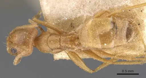 Forelius brasiliensis specimen CASENT0909721 image casent0909721_1