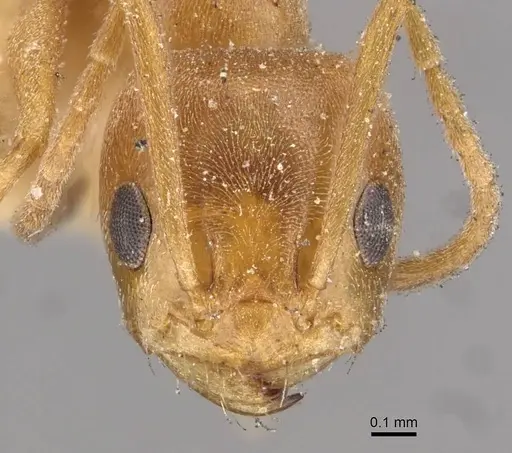 Forelius brasiliensis specimen CASENT0909721 image casent0909721_2