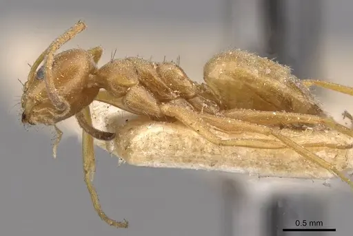 Forelius brasiliensis specimen CASENT0909721 image casent0909721_3