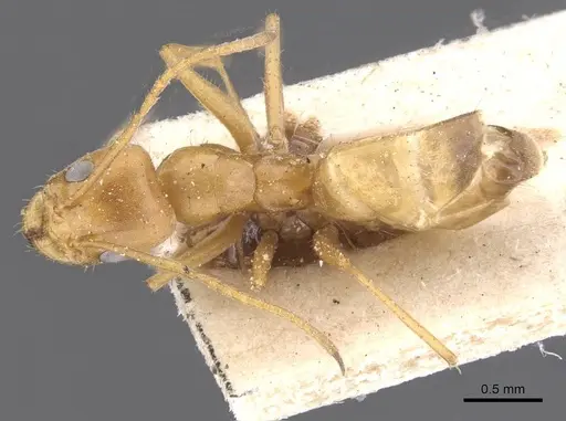 Forelius brasiliensis specimen CASENT0911546 image casent0911546_1
