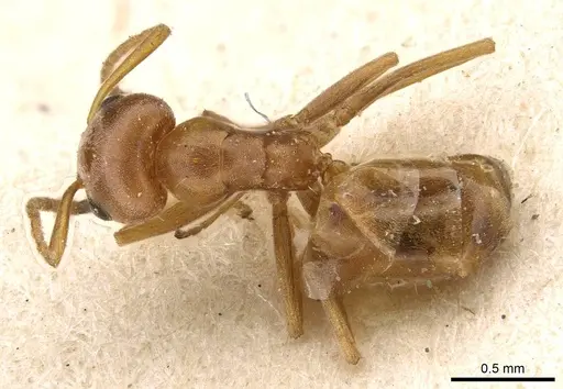 Forelius breviscapus specimen CASENT0909719 image casent0909719_1