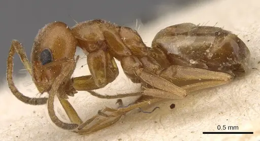 Forelius breviscapus specimen CASENT0909719 image casent0909719_3