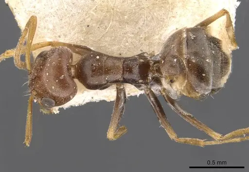Forelius breviscapus specimen CASENT0909720 image casent0909720_1