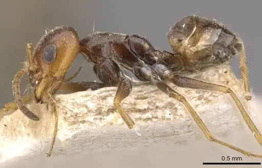 Forelius breviscapus specimen CASENT0909720 image casent0909720_3