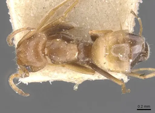 Forelius breviscapus specimen CASENT0911552 image casent0911552_1