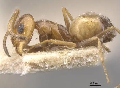 Forelius breviscapus specimen CASENT0911552 image casent0911552_3