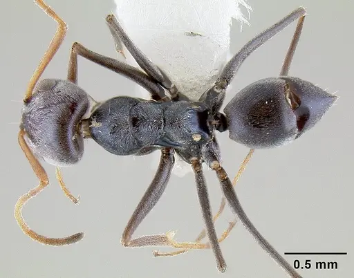 Forelius chalybaeus specimen CASENT0106157 image casent0106157_1