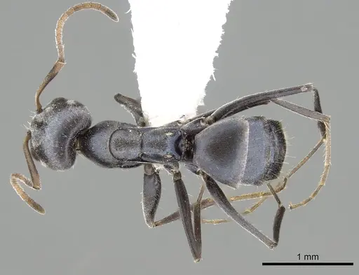 Forelius chalybaeus specimen CASENT0249691 image casent0249691_1