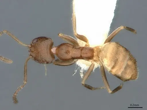 Forelius damiani specimen CASENT0841241 image casent0841241_1