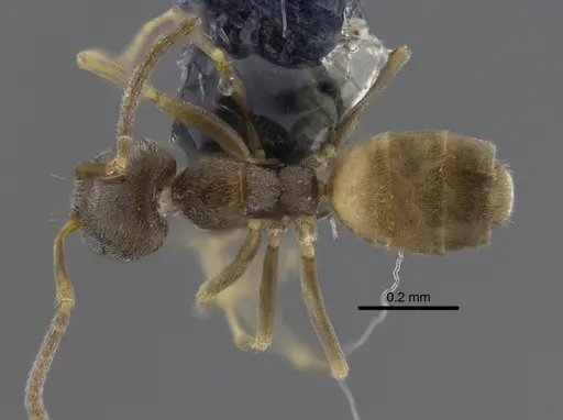 Forelius damiani specimen CBUMAGENT41880 image cbumagent41880_1