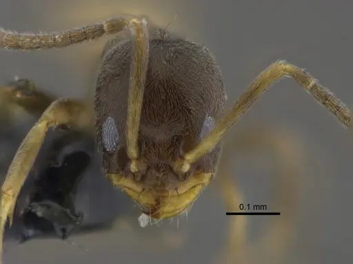Forelius damiani specimen CBUMAGENT41880 image cbumagent41880_2