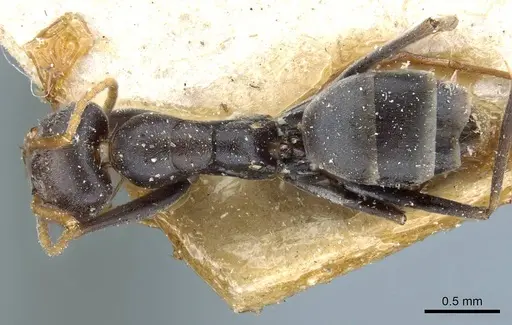 Forelius grandis specimen CASENT0905115 image casent0905115_1