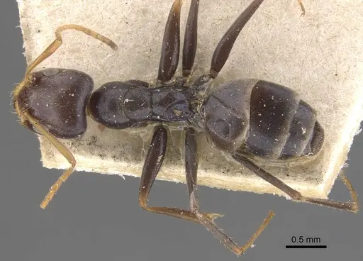 Forelius grandis specimen CASENT0907619 image casent0907619_1
