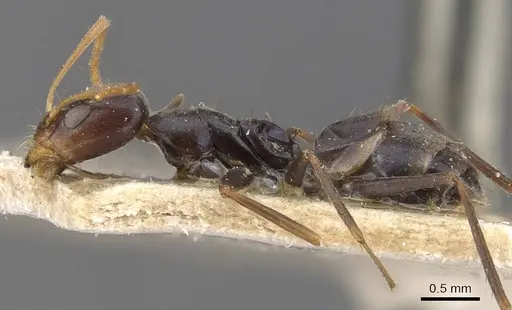 Forelius grandis specimen CASENT0907619 image casent0907619_3