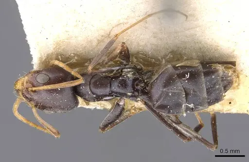 Forelius grandis specimen CASENT0909714 image casent0909714_1
