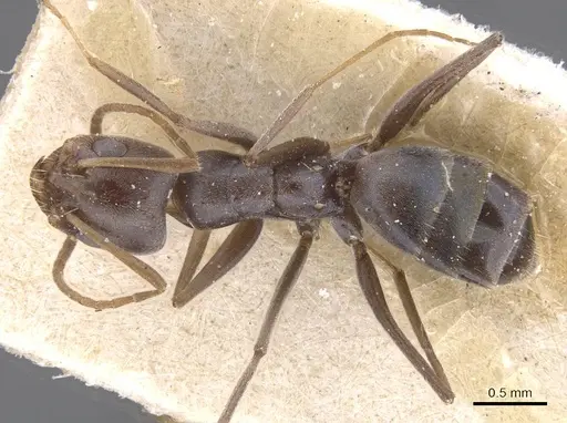 Forelius grandis specimen CASENT0911549 image casent0911549_1