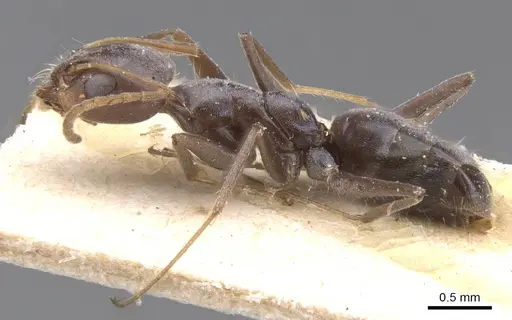 Forelius grandis specimen CASENT0911549 image casent0911549_3