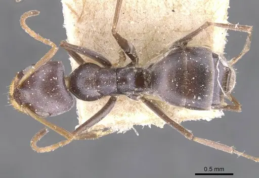 Forelius grandis specimen CASENT0911550 image casent0911550_1