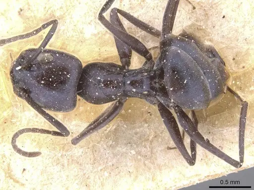 Forelius grandis specimen CASENT0911551 image casent0911551_1