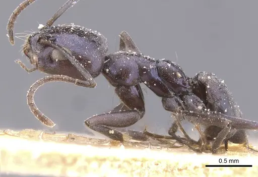 Forelius grandis specimen CASENT0911551 image casent0911551_3