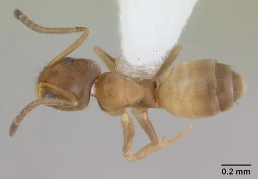 Forelius heyeri specimen CASENT0173739 image casent0173739_1
