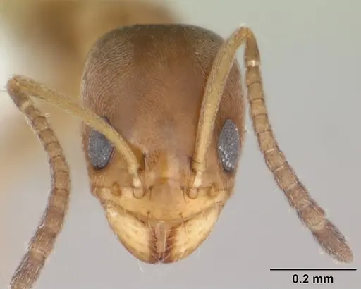 Forelius heyeri specimen CASENT0173739 image casent0173739_2