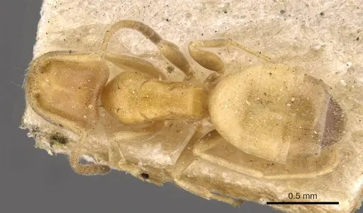 Forelius heyeri specimen CASENT0909771 image casent0909771_1