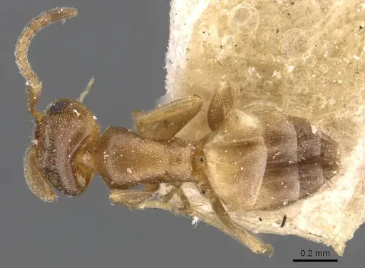 Forelius heyeri specimen CASENT0909772 image casent0909772_1