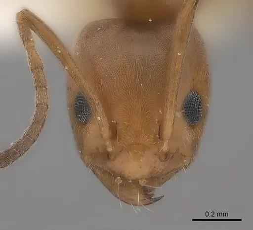 Forelius keiferi specimen CASENT0217412 image casent0217412_2