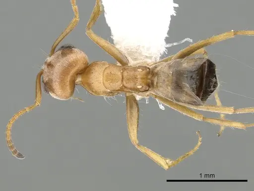 Forelius macrops specimen CASENT0249693 image casent0249693_1