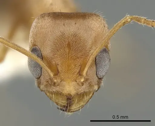 Forelius macrops specimen CASENT0249693 image casent0249693_2