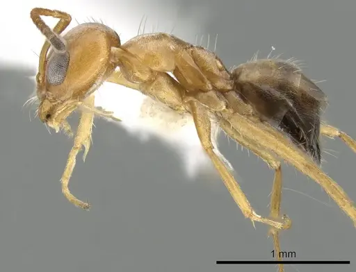 Forelius macrops specimen CASENT0249693 image casent0249693_3
