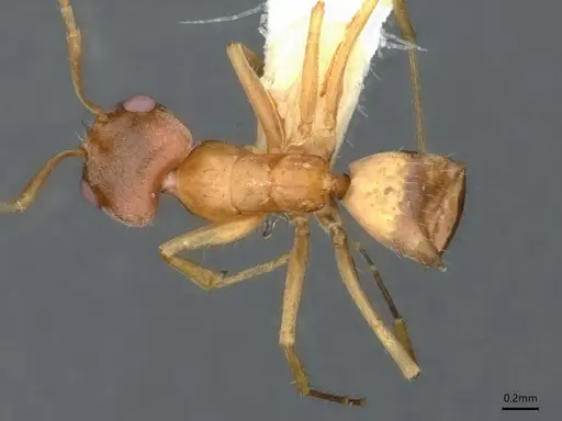 Forelius macrops specimen CASENT0841239 image casent0841239_1
