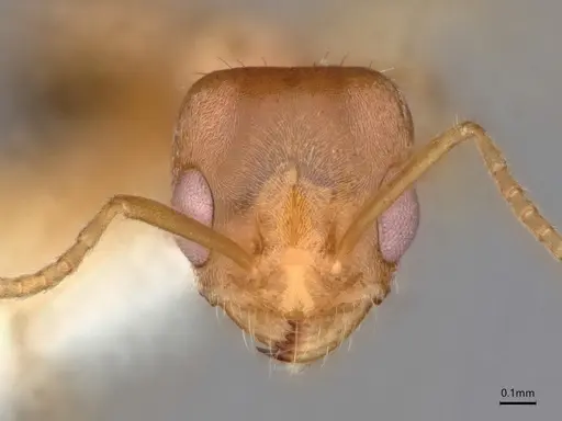 Forelius macrops specimen CASENT0841239 image casent0841239_2