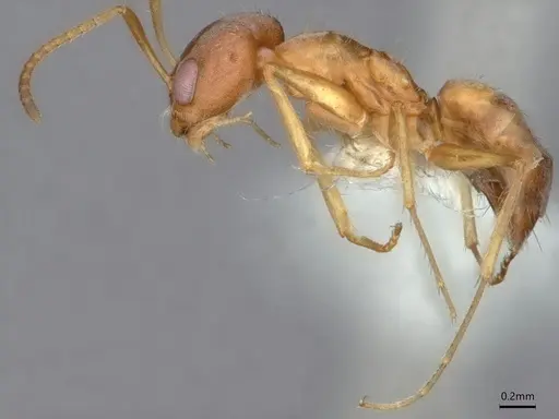 Forelius macrops specimen CASENT0841239 image casent0841239_3