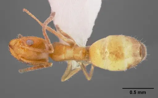Forelius mccooki specimen CASENT0005322 image casent0005322_1