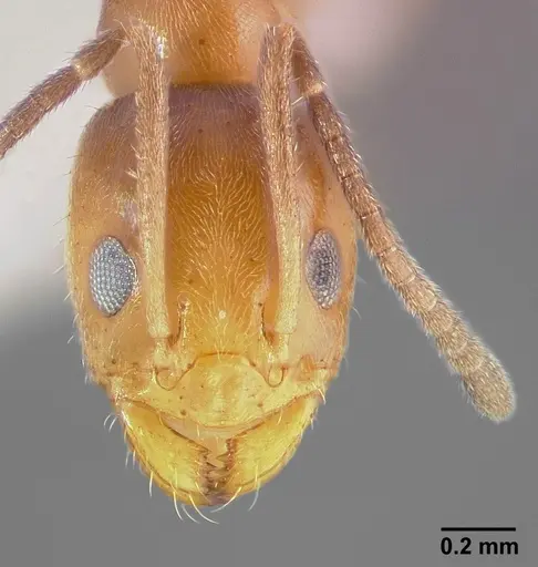 Forelius mccooki specimen CASENT0005322 image casent0005322_2