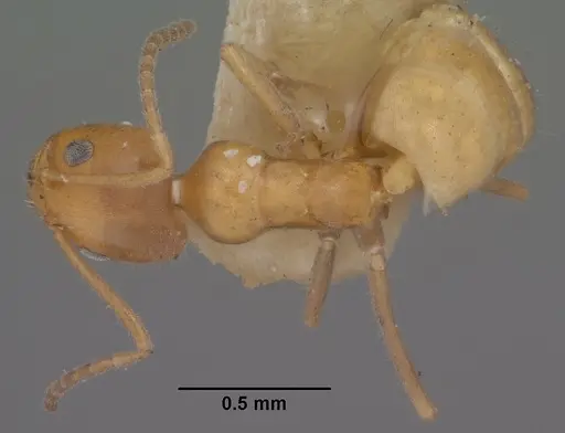 Forelius mccooki specimen CASENT0102754 image casent0102754_1