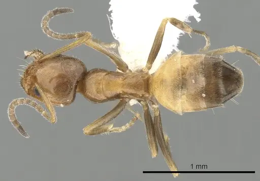 Forelius mccooki specimen CASENT0249692 image casent0249692_1