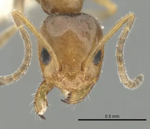 Forelius mccooki specimen CASENT0249692 image casent0249692_2
