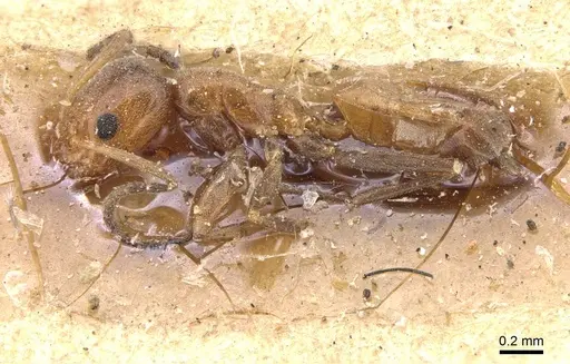 Forelius mccooki specimen CASENT0909717 image casent0909717_3