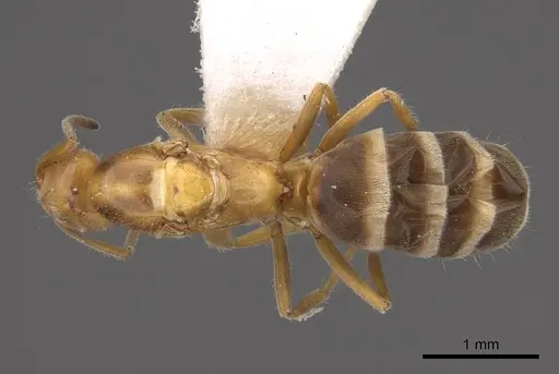 Forelius mccooki specimen CASENT0923071 image casent0923071_1