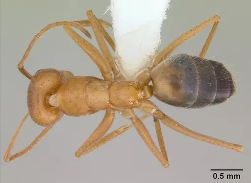 Forelius nigriventris specimen CASENT0173738 image casent0173738_1